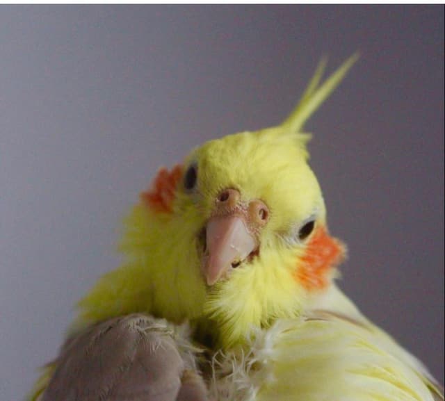 Goggo, a yellow cockatiel, looking at the camera