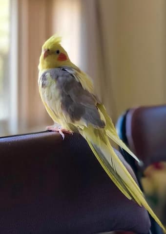 Goggo perched on a chair by the window