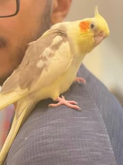 Goggo sitting on a shoulder